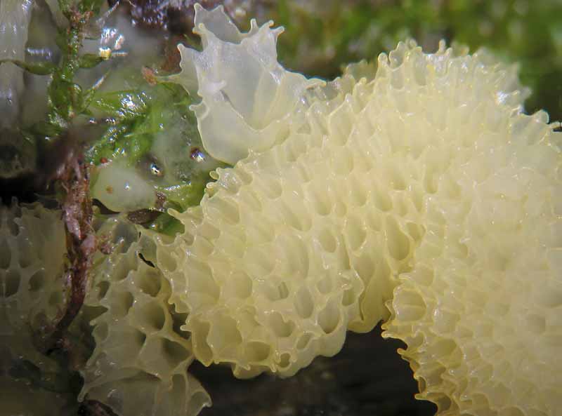 Ceratiomyxa